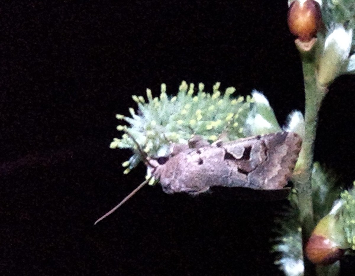 stuttonsparrows's tweet photo. As suggested in one of the best moth books around and something I've been meaning to do for many a year, I went "sallowing" tonight. #Moths #Sallows #Pollinators https://t.co/NLrKYomDTv