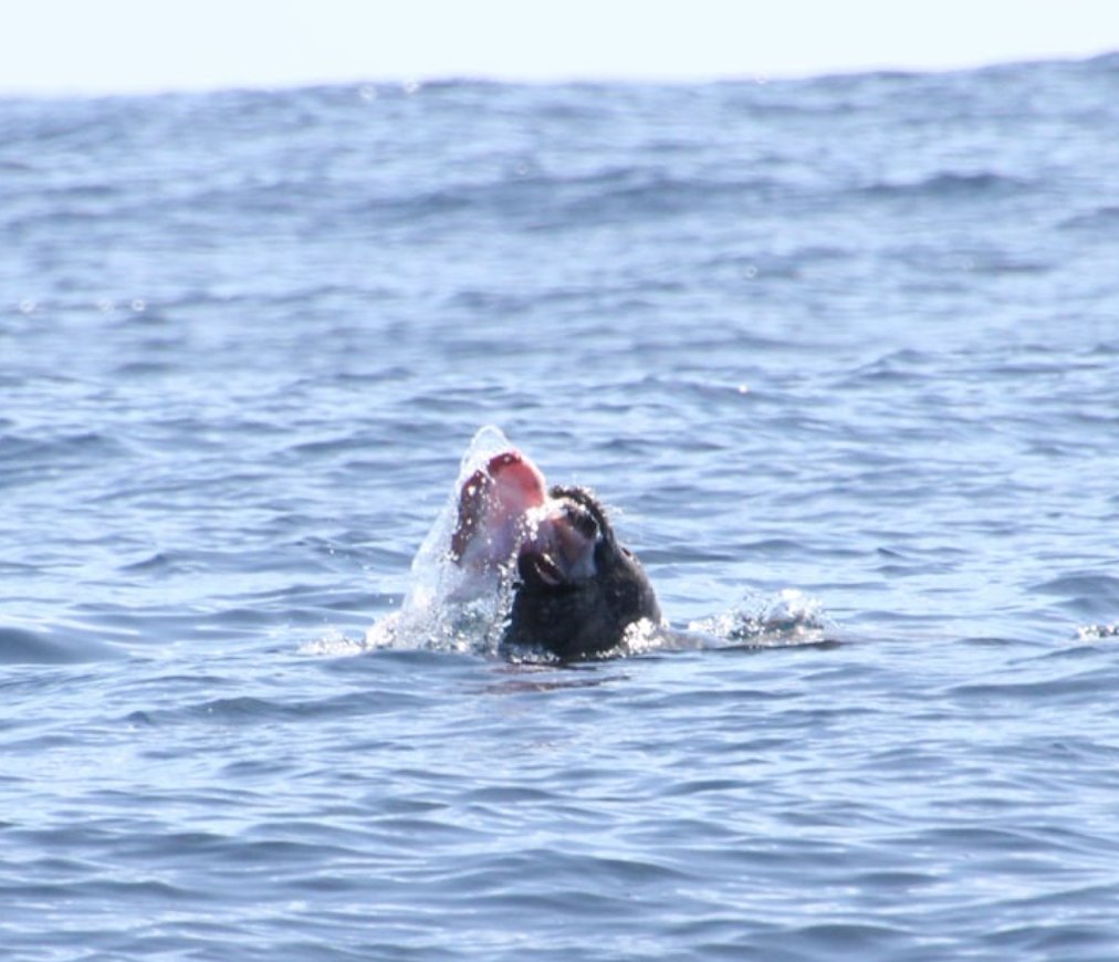 FindingAMcIvor's tweet photo. It's #WorldSealDay! 🦭🦭

Here in Madeira, we have a genetically distinct population of ∼20 Mediterranean monk seals (Monachus #monachus)! 

Follow me next week as I join @CiimarUp to find out what they eat throughout the year... 🐟🦑

#DietAnalysis #Mitogenomics #MadeiraIsland https://t.co/E5mdMFvb94