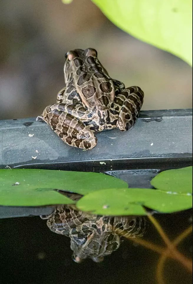 Our March Photo Challenge continues! Reflections. Must be taken in #CaseyCountyKY. Submit by March 30th at midnight, winners announced the 31st. Use #FindingLiberty to enter. Details: buff.ly/2YjeEIx
📷Sherri Hatter, Beech Tree Cabin- Liberty