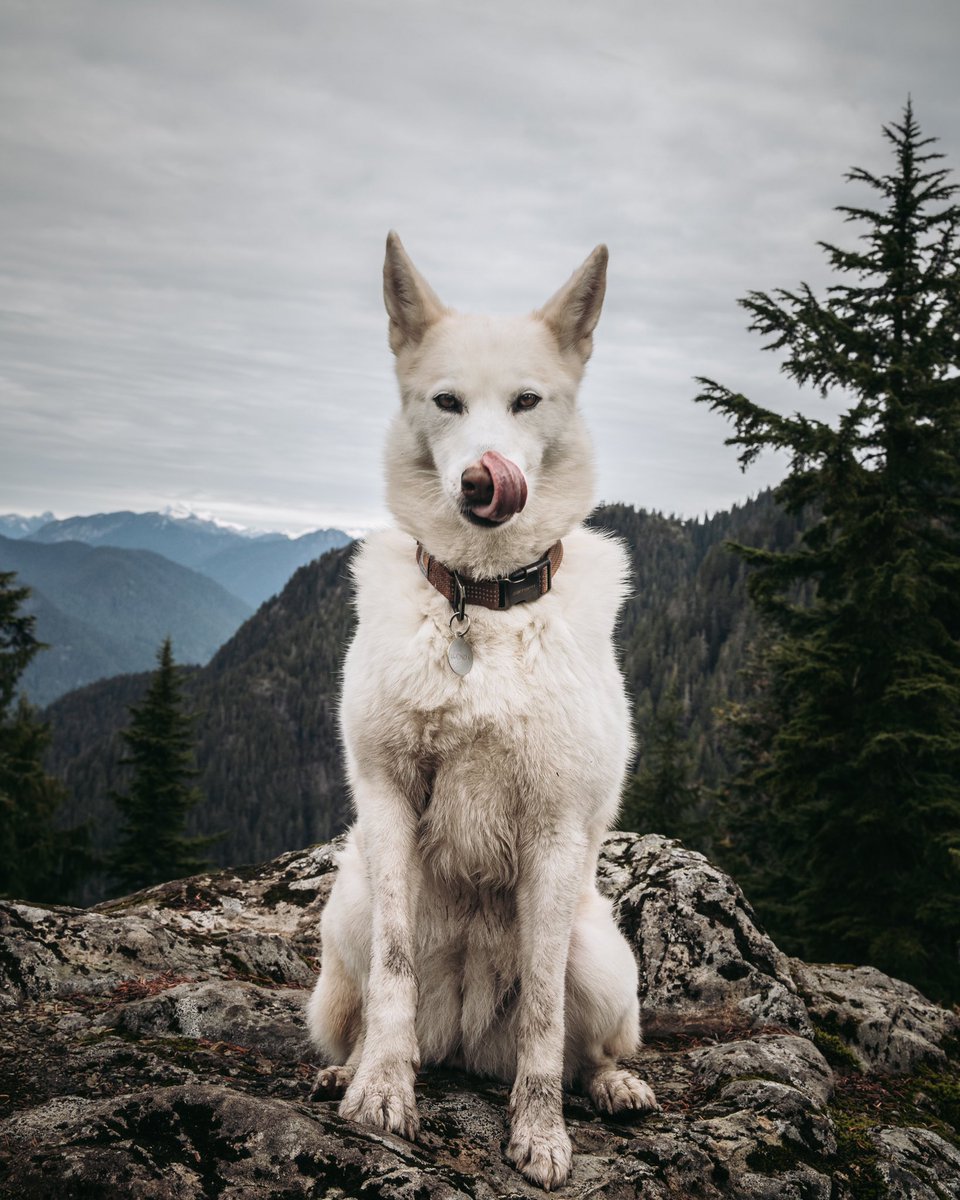 Lucinda the Wolf tweet media