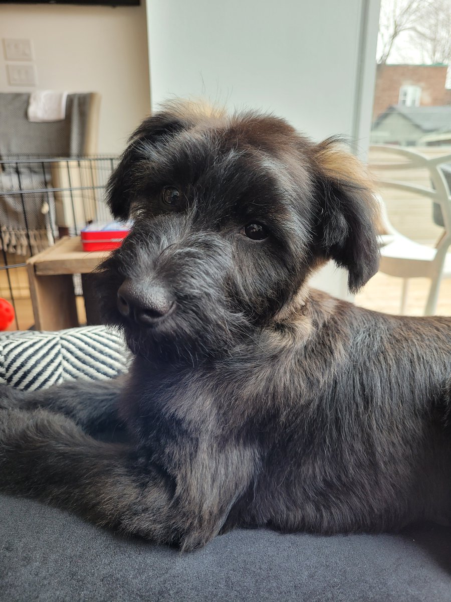 Jake has been to the groomer for spring.