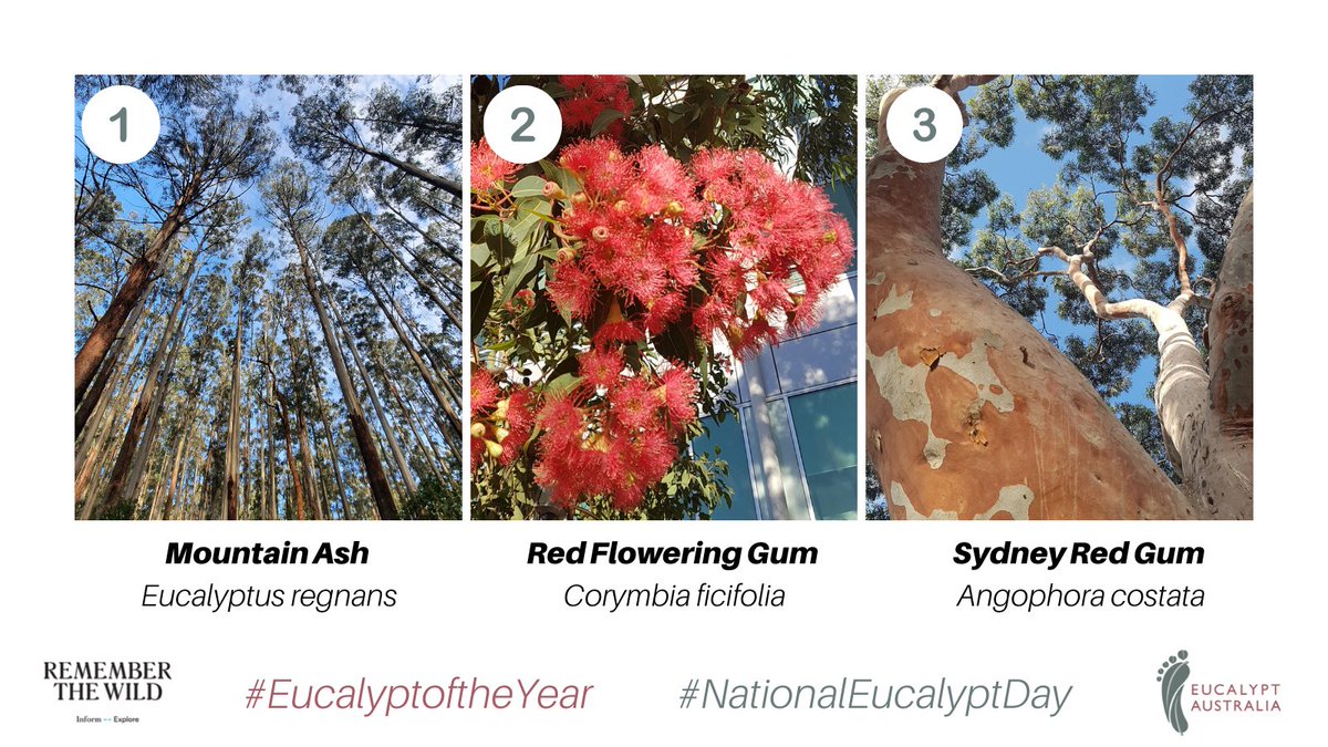 Just 18 votes behind In 2nd place came the splendid Red Flowering Gum, Corymbia ficifolia. Congratulations and commiserations to the amazing #friendsofficifolia for your incredible efforts this year! In 3rd came the Sydney Red Gum, Angophora costata. #EucalyptoftheYear