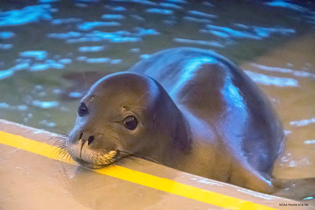 TMMC's tweet photo. Happy #InternationalDayOfTheSeal 🥳🦭🌊 Can you name all three species of seal pictured below... and identify the imposter? Let us know what you think in the replies! https://t.co/p5khdkrq2a