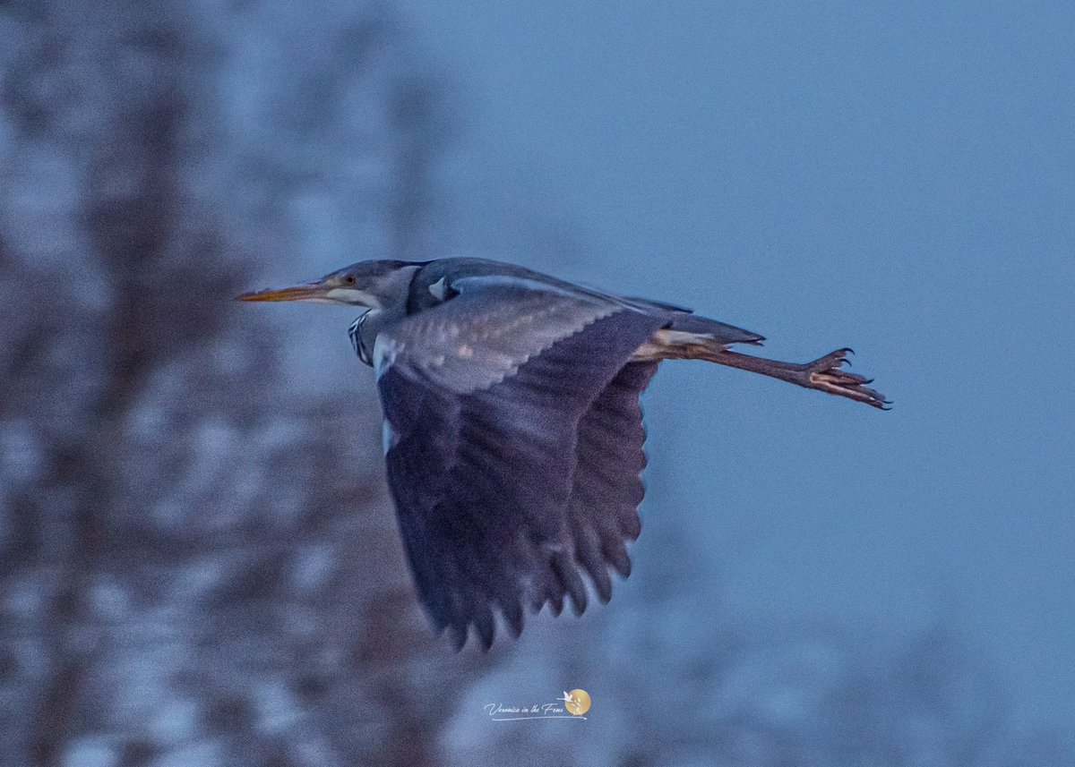 What a beautiful warm sunny day. 
I spent most of it at inside at work, but managed to grab a walk along the river Great Ouse and Ely Country Park at sunset. #Cambridgeshire #theFens #LovElyCathedral #Swans #Heron #ElyRiverside