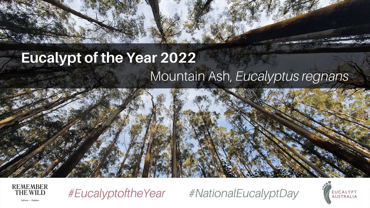 EucalyptAus's tweet photo. Please congratulate your 2022 #EucalyptoftheYear, the mighty and majestic Mountain Ash, Eucalyptus regnans.

Ruler of the southeastern rainforests and tallest flowering plant in the entire world!
https://t.co/CWoU646jMH
#NationalEucalyptDay #OzPlants https://t.co/rLjqArFwNR