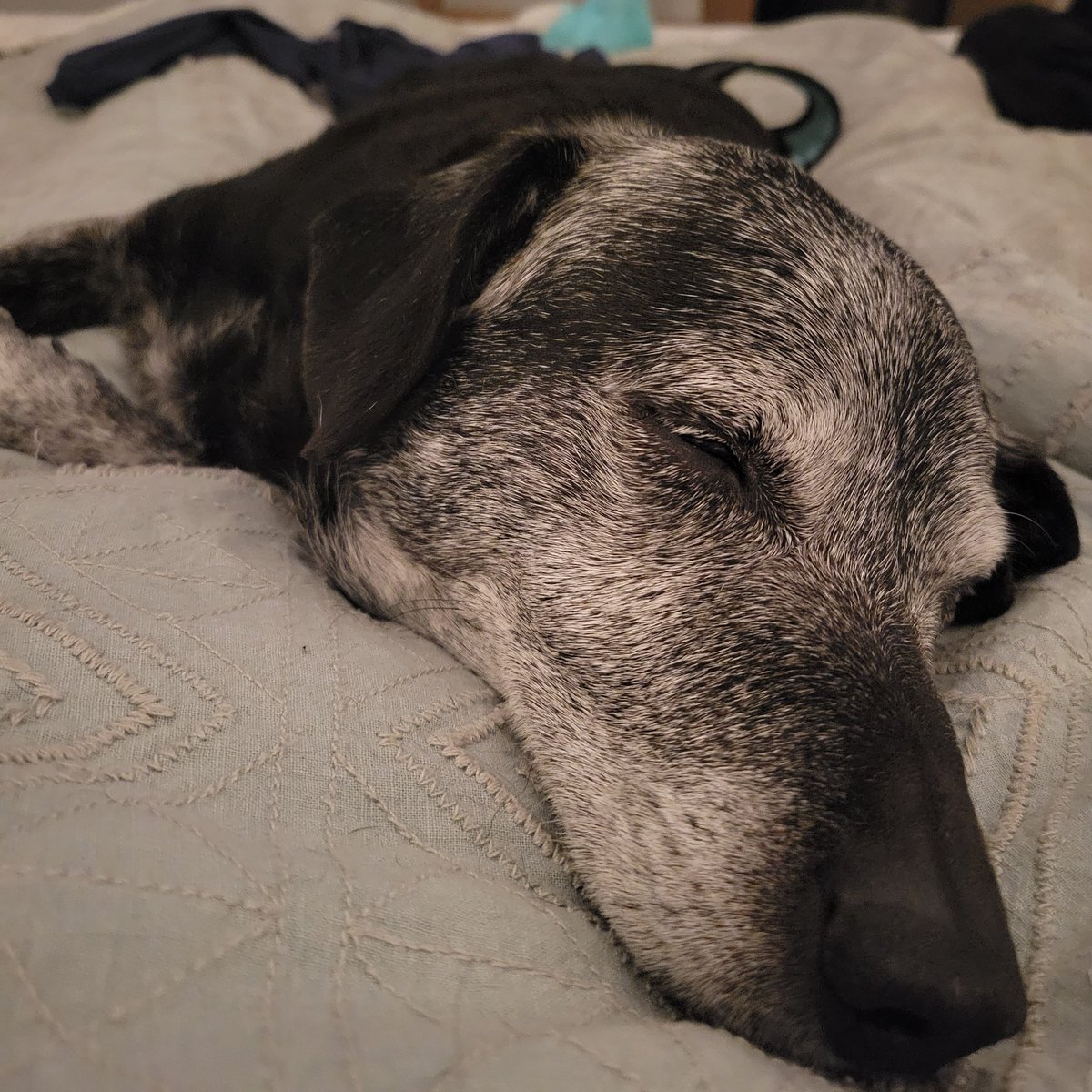 FelixtheDogVA's tweet photo. Life is very tough 😴😴😴 #dogsoftwitter https://t.co/YBiummg8T7
