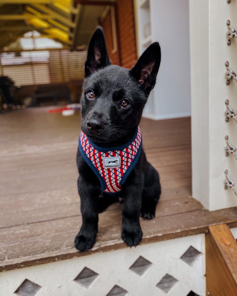 BOLT + COMET tweet media