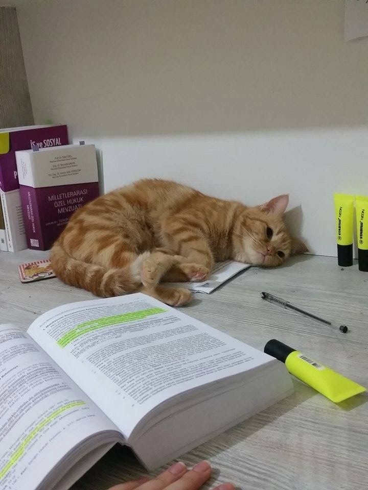 gigiostudies's tweet photo. 🖇 as matérias que mais caem no enem; a thread:

palavras chave: vestibular, studytwt, enem https://t.co/s0Mc5iCXDp
