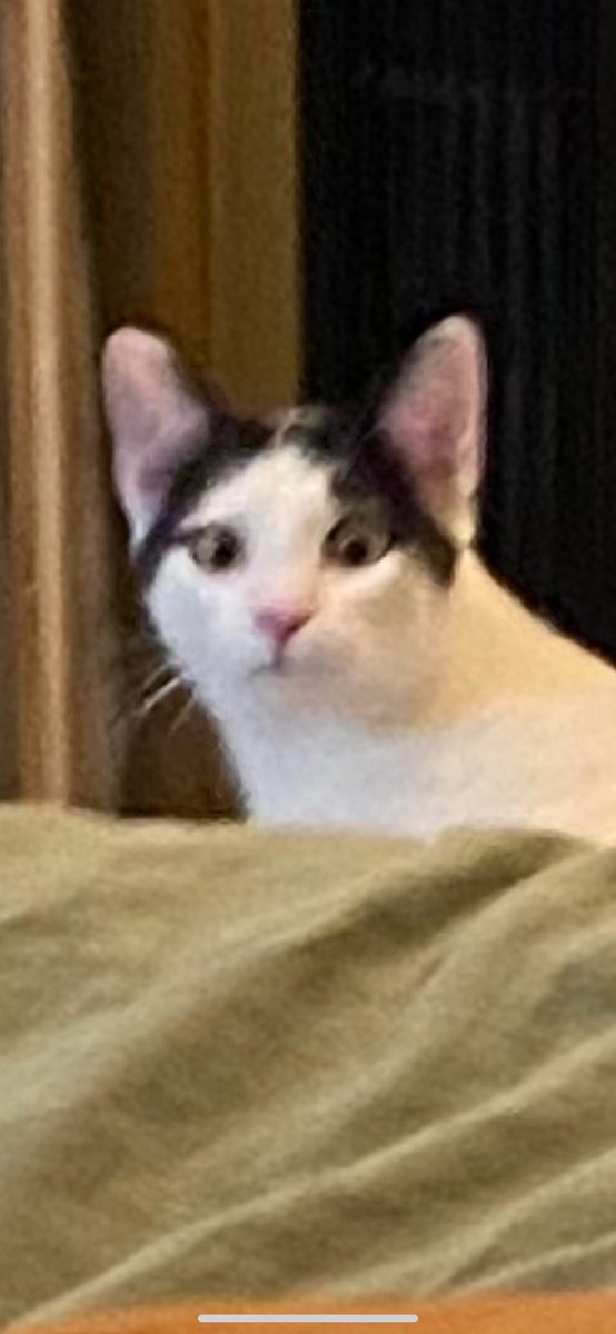 IAmNotInNeed's tweet image. new cat just dropped