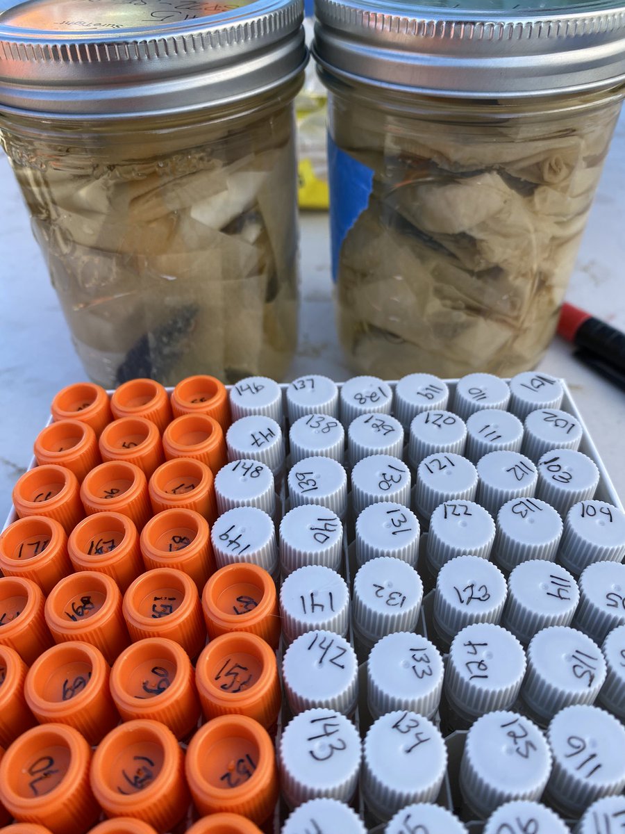 chavecito76's tweet photo. News Alert! I have been sucked right into the dark side! the Chaves lab has taken a new path, courtesy of @EcoEvoEvoEco #threespinestickleback #urbanevolution #SanFrancisco @SFStateBIO @SFSU https://t.co/EseAo13enM