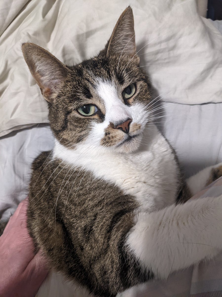 tuna macbee tweet media