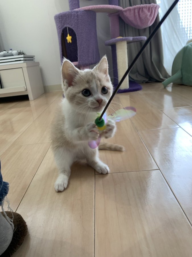 釣り猫 うる 誕生 うる のお部屋