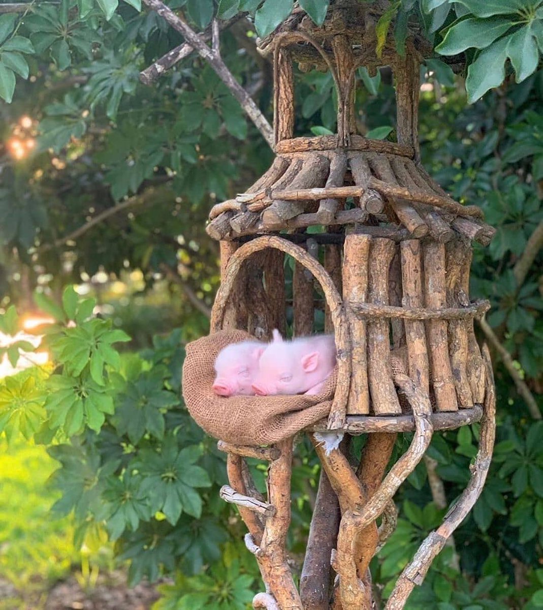 Pig's World tweet media