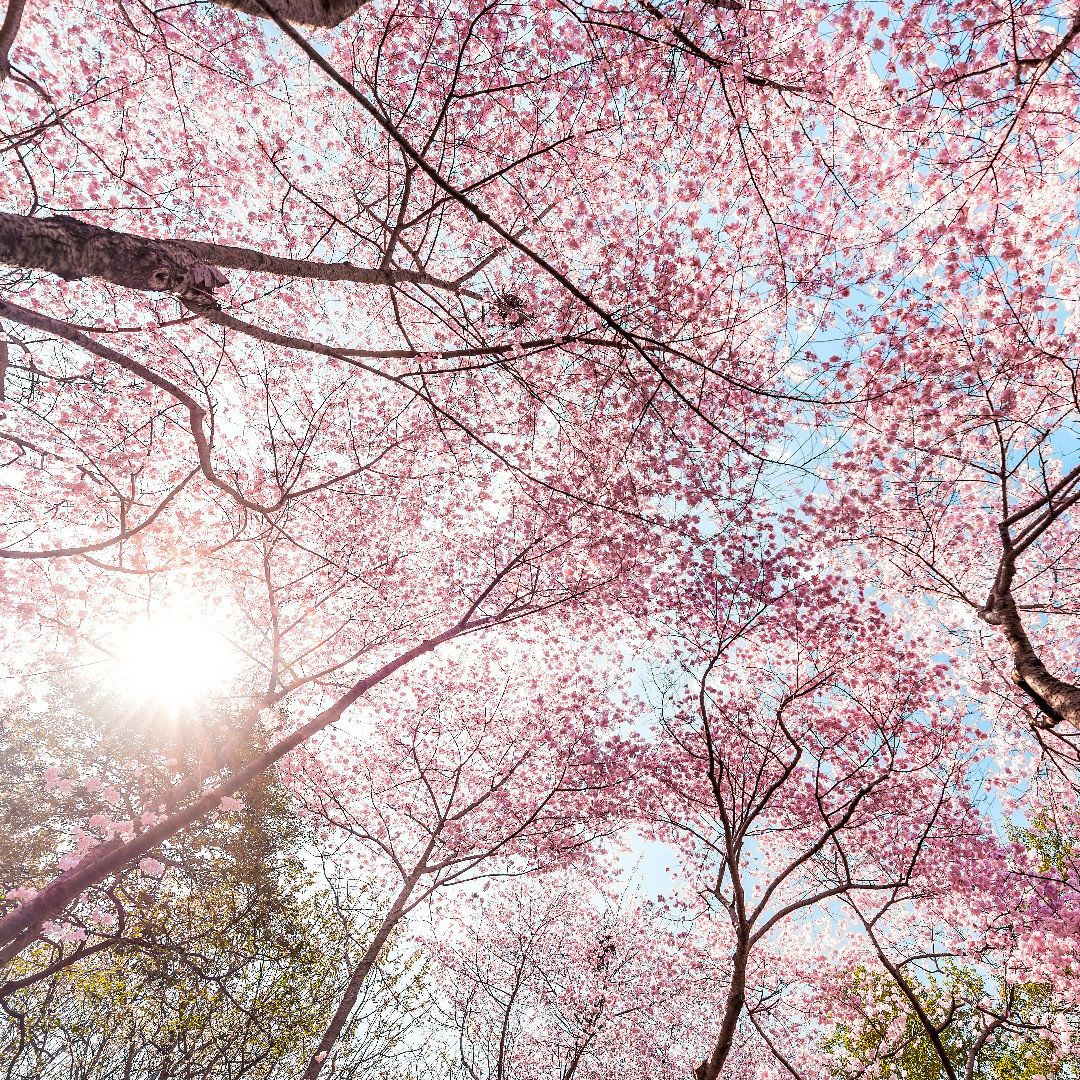 wedexpshow's tweet photo. Good timing! 🌸 🥳 ⏱ The cherry blossoms will be popping when we bring our spring Wedding Experience show to Chantilly. Join us Sunday, April 10, at the Dulles Expo Center. Be inspired, meet tlocal wedding pros and plan your wedding. Get your tickets at https://t.co/tlkuFH50mC. https://t.co/mbXlPX033m