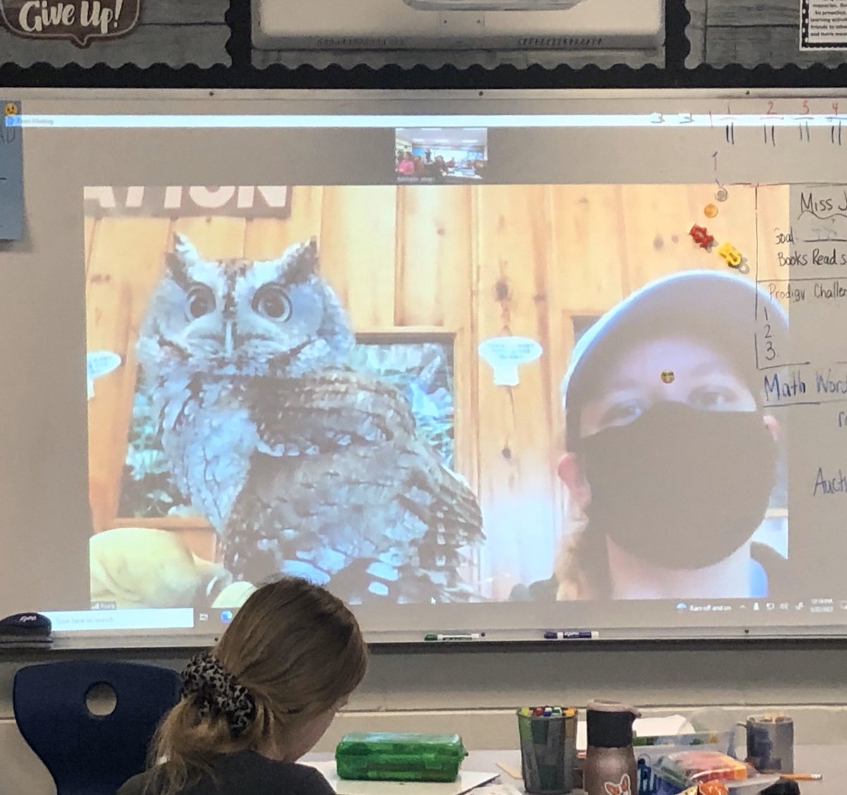 MJonesGL's tweet photo. We had a virtual field trip today to learn about the Screech Owl and its adaptations. What a fun and educational opportunity from a student’s family that connected to our recent Science unit! #GLCSRyan https://t.co/1raWtjm0xZ