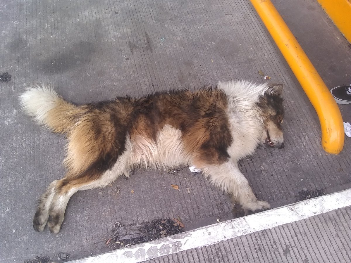 saikiry_23's tweet photo. Hola,hoy en Peñuela en México atropellaron a este perrito junto a otro,el otro por suerte se pudo salvar pero este no ya que no le dió tiempo y el carro que lo atropello fue un carro galaxy por más que le gritamos que se parará no lo hizo y los atropello esto paso entre 2:35,2:40 https://t.co/CONyWcKJtG