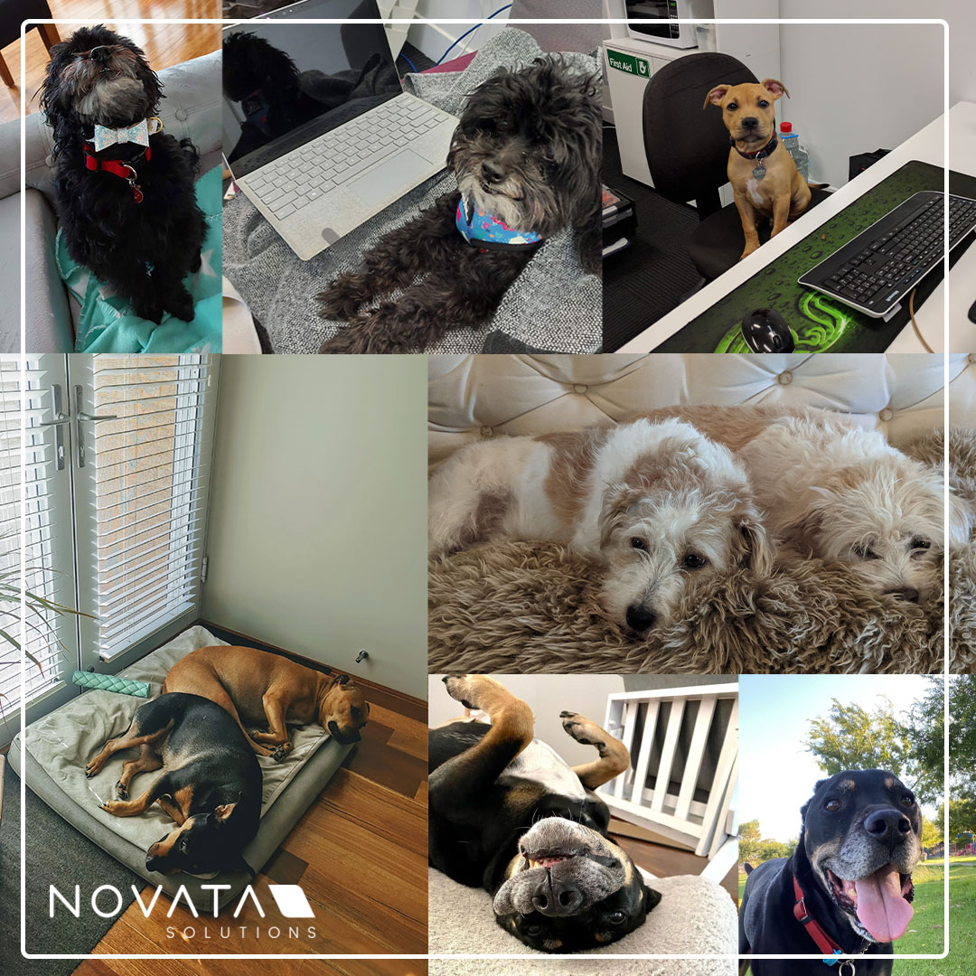 NovataSolutions's tweet photo. It's National Puppy Day! National Puppy Day seeks to celebrate the unconditional love that puppies bring to people's lives, We thought we'd share the puppy-love today and show off our pooches. In celebration of today, we've decided to donate to Guide Dogs Australia! https://t.co/Gwqd4Qv6ND