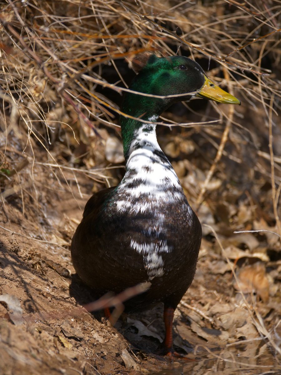 come feed the ducks 🦆 retweets trigger the pond feeder at twitch.tv/dashducks