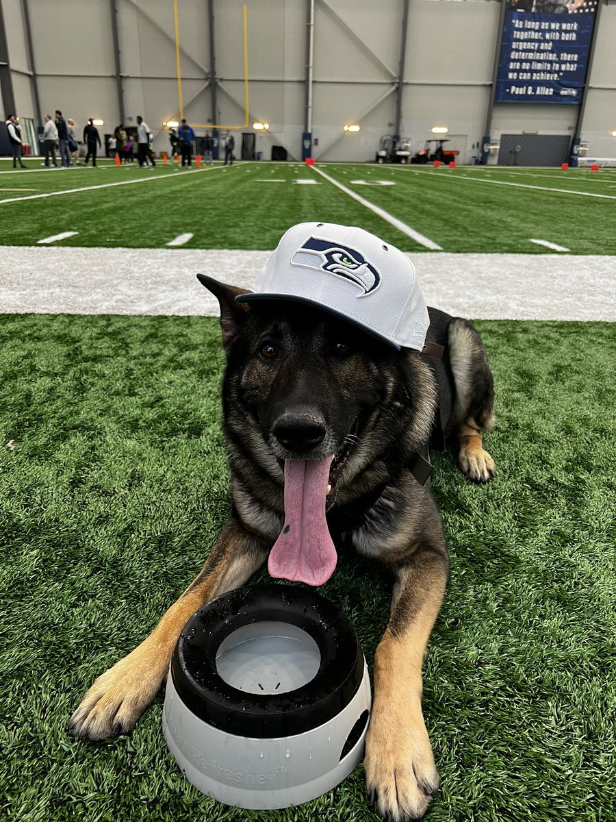 K9Arlo's tweet photo. Had an amazing day at the @Seahawks Training Facility today!! Thank you to the entire staff and the best mascot in @NFL @BlitzTheSeahawk
#hawks #seahawks #12thMan #blitztheseahawk #k9arlo https://t.co/8LRLvl6Xxq
