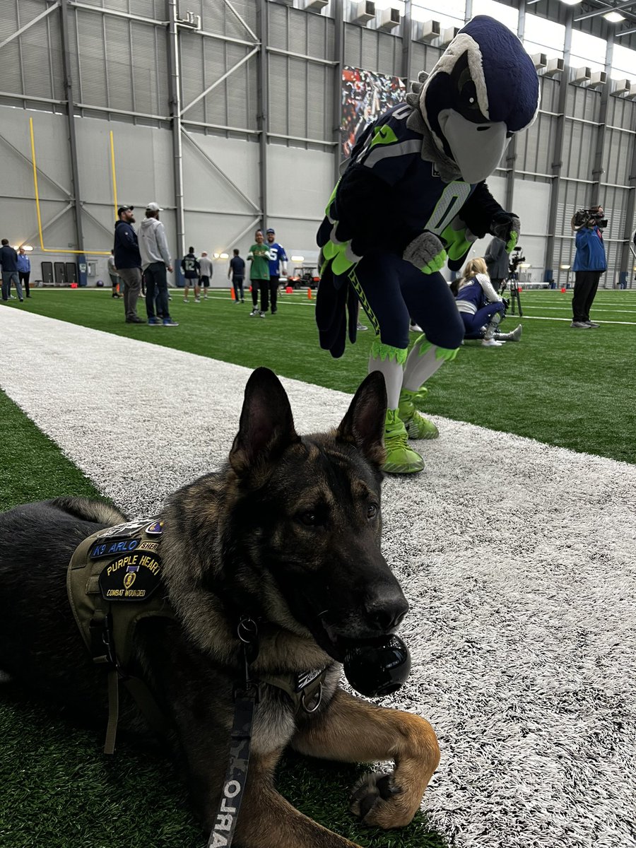 K9Arlo's tweet photo. Had an amazing day at the @Seahawks Training Facility today!! Thank you to the entire staff and the best mascot in @NFL @BlitzTheSeahawk
#hawks #seahawks #12thMan #blitztheseahawk #k9arlo https://t.co/8LRLvl6Xxq