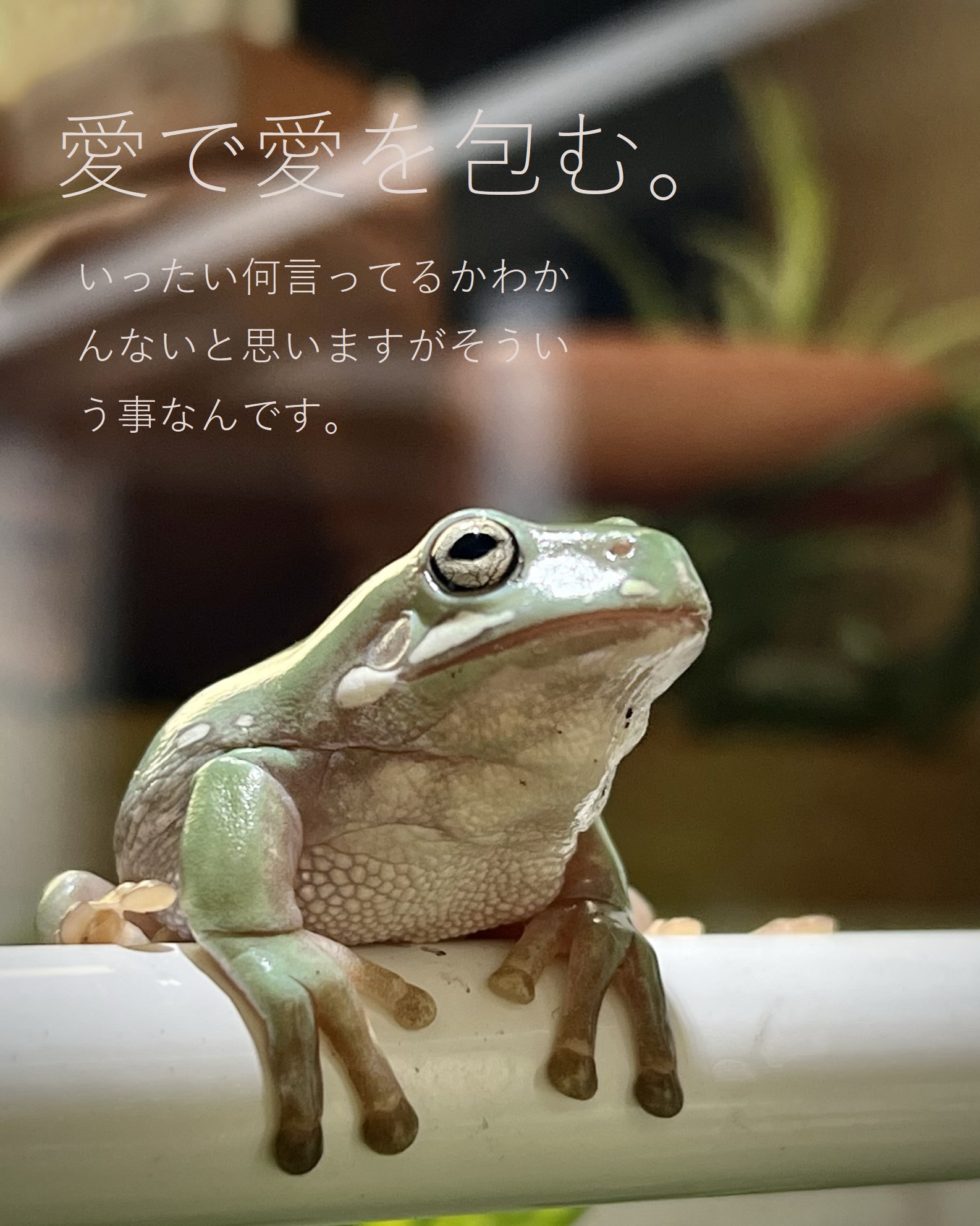 いえあめがえるのぐりとぐら Ieamegurigura Twitter