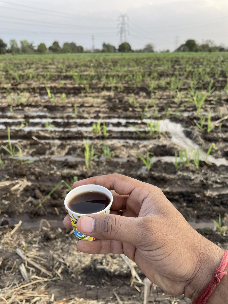 AchariAnirudha's tweet photo. #farming #backtea #summer https://t.co/XsOgdJ7pus