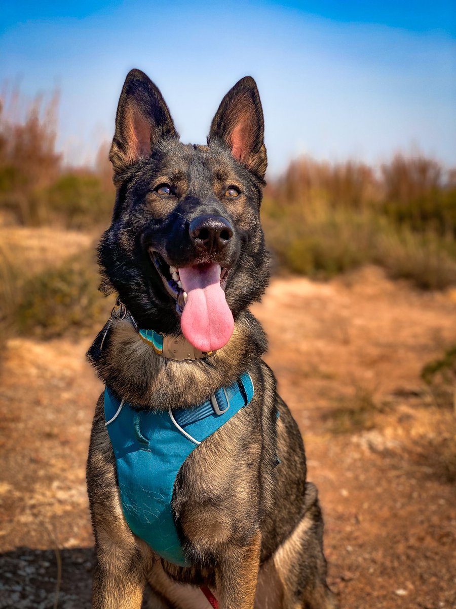 Panzer The Shepherd tweet media