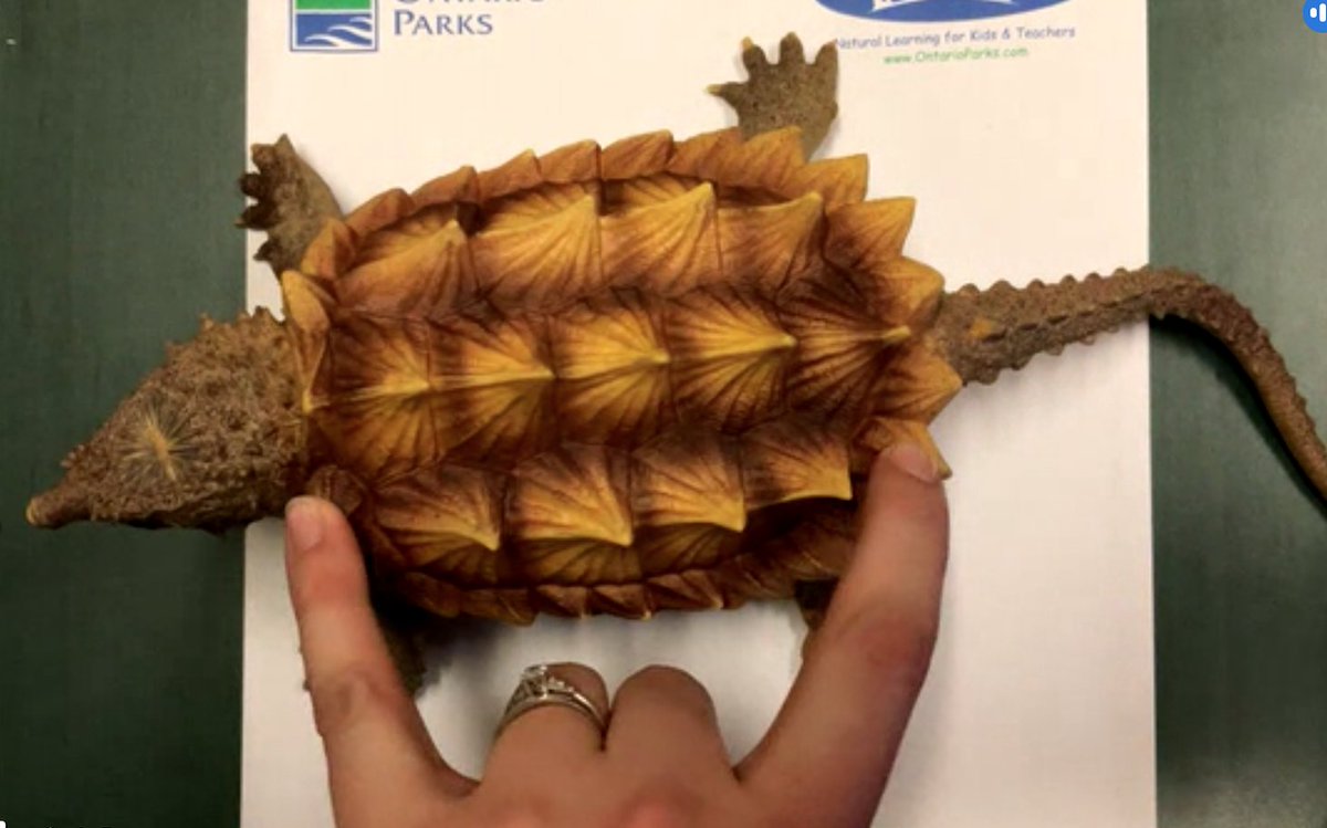 LisaConway17's tweet photo. #Grade2and3 learned about turtles today with Carly from @OntarioParks #FavouriteFact When turtles hibernate and are "turtlesicles" they need very little air, so they breathe the oxygen out of water with their bums. #LotsOfGiggles π€£@RCDSB @THavey3 @PeterBurnette #3DPrintedTurtle https://t.co/3VHnoGnEwh
