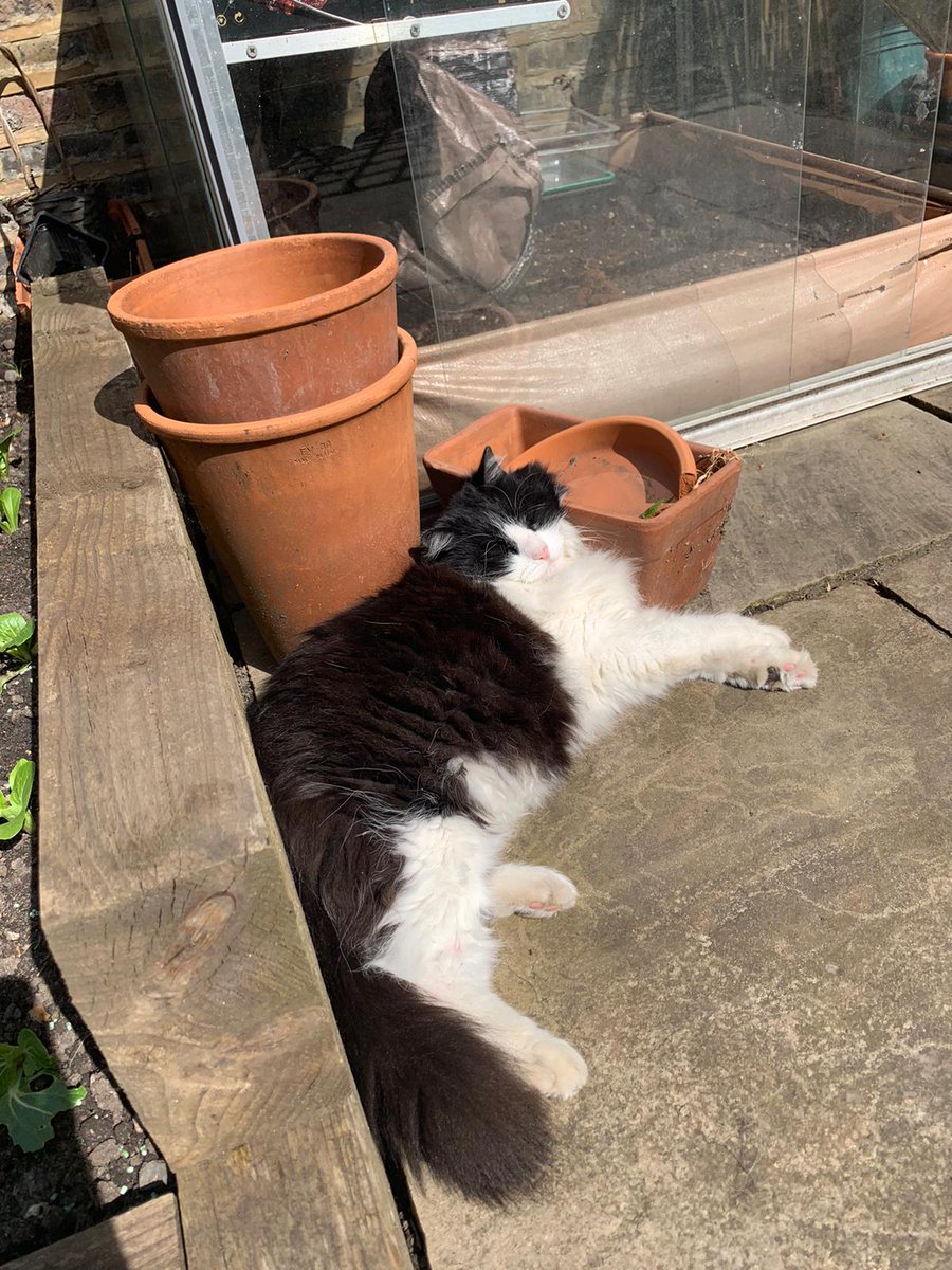 Our beloved cat, Panda, has been missing from the Lower Clapton E5 area since 13/03. We adopted him from <a href="/Battersea_/">Battersea</a> and have had 12 wonderful years with him. Please help us bring him home, we are devastated 😭 We are moving homes and need to find him <a href="/MissingPetsGB/">Missing Pets GB</a> <a href="/natowen_/">nat</a>