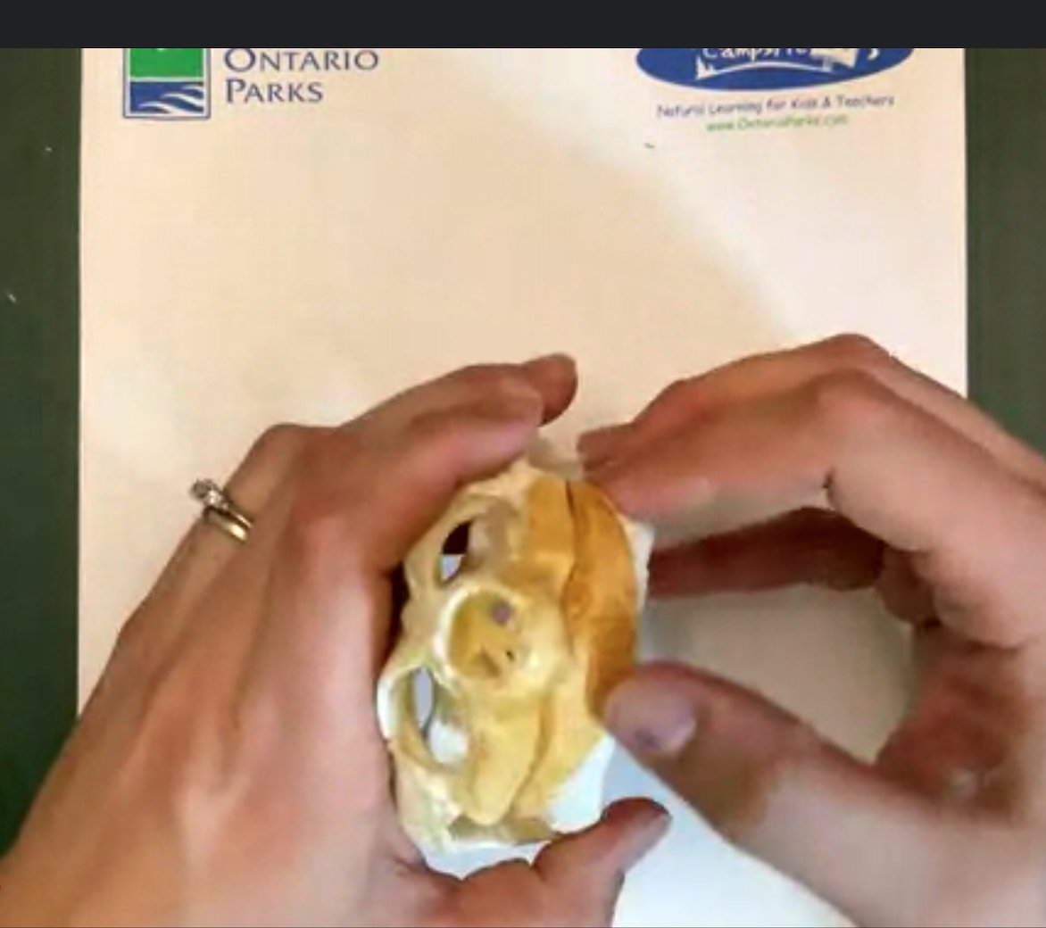LisaConway17's tweet photo. #Grade2and3 learned about turtles today with Carly from @OntarioParks #FavouriteFact When turtles hibernate and are "turtlesicles" they need very little air, so they breathe the oxygen out of water with their bums. #LotsOfGiggles π€£@RCDSB @THavey3 @PeterBurnette #3DPrintedTurtle https://t.co/3VHnoGnEwh