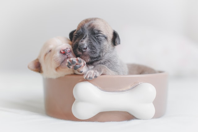visionplusinc's tweet photo. Sometimes the best thing that can happen to a person is to have a puppy lick your face. #PuppyDay https://t.co/DQyEG8epBr
