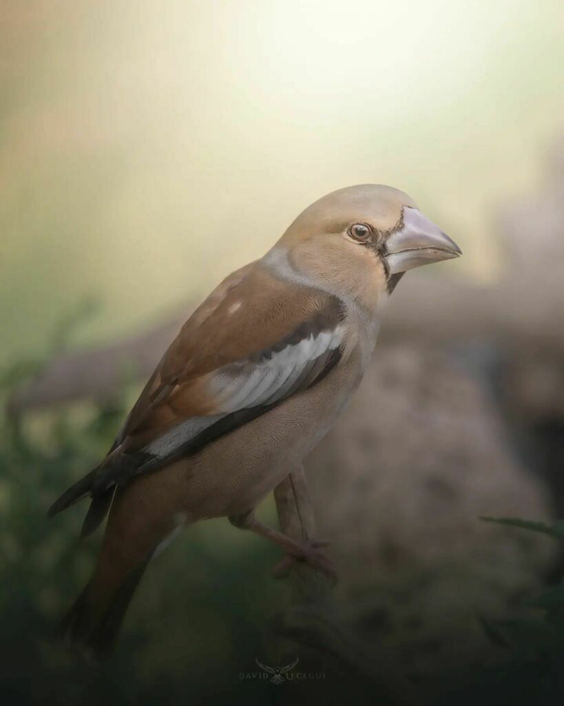 ObjectiuAlat's tweet image. Després de molts dies sense publicar per falta de temps, torno amb aquest fantàstic Durbec (Coccothraustes coccothraustes) és el fringílid més gran amb uns 18cm de llargada. El seu nom ve donat per el bec tan robust que te amb el que pot exercir fins a 4… instagr.am/p/Cba-aUjs9iV/