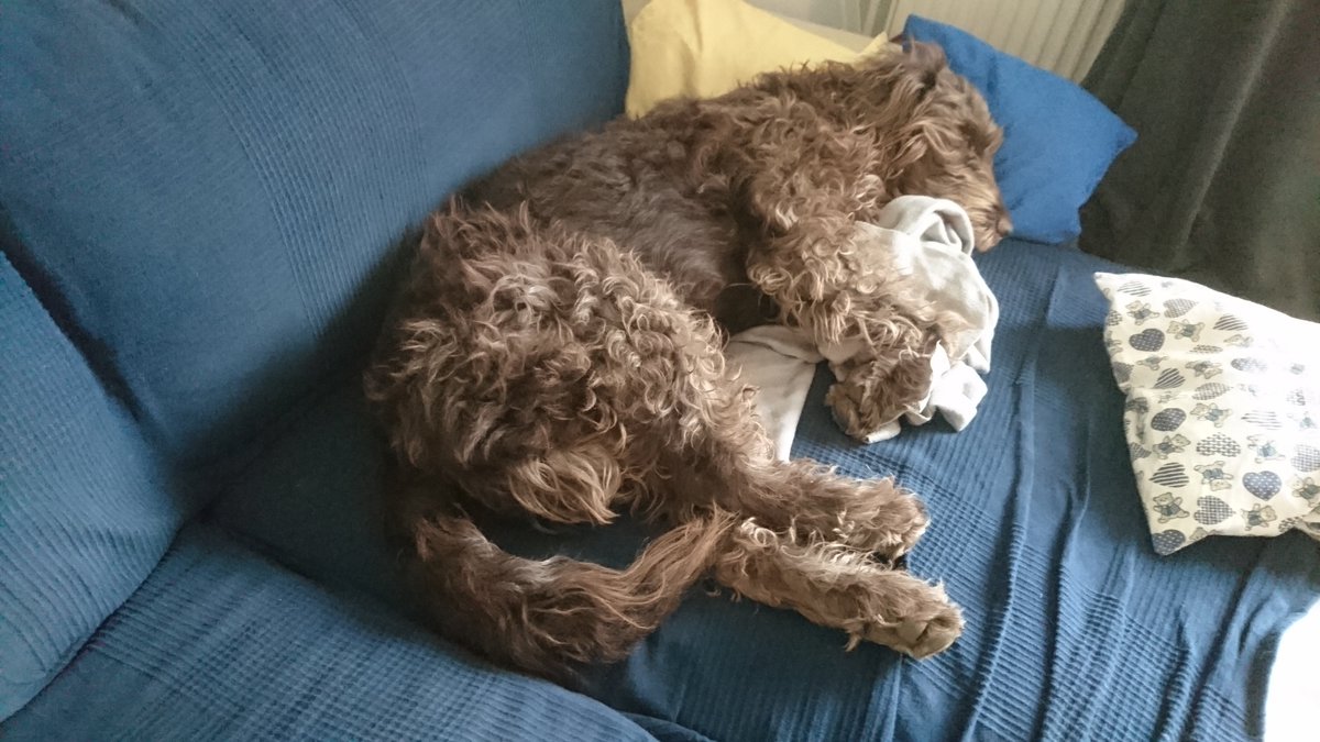 mks22_max's tweet photo. @mikeroberts_17 @ProblemSniper What breed is your dog?!
Mine is a portugese waterdog/German Drahthaar mix. 😉 https://t.co/mADLvrMtCs