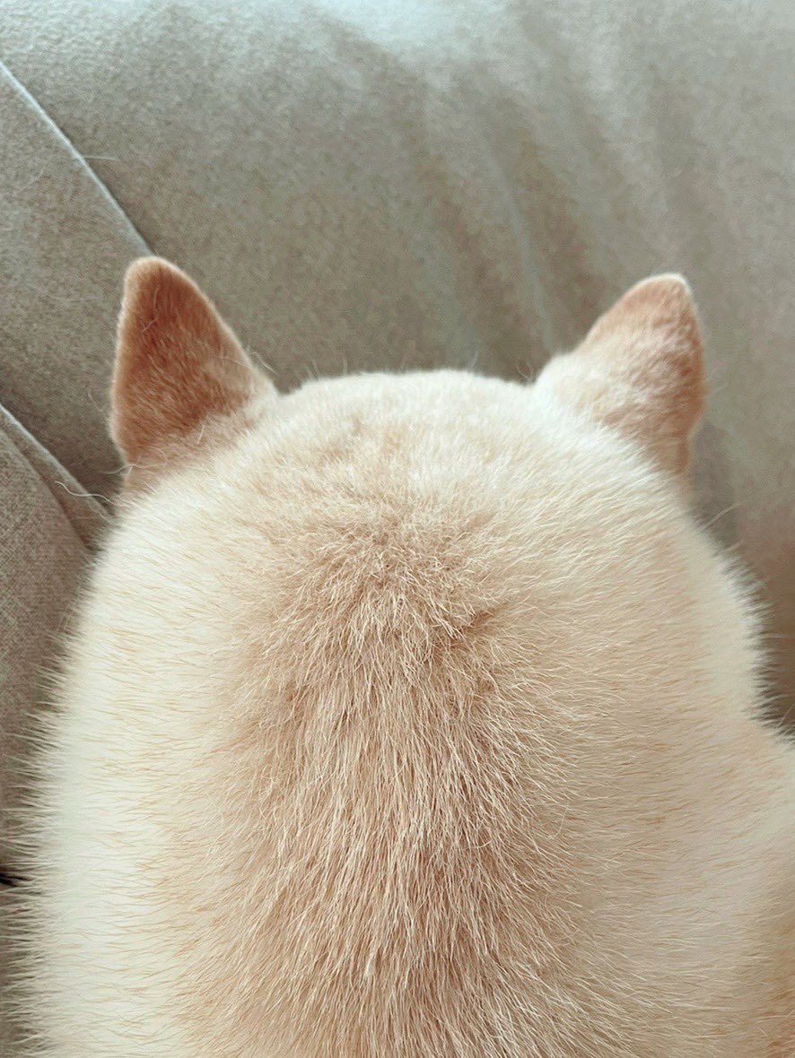 さ 触りたい 白柴さんのまん丸ふわっふわな後頭部が魅力的と話題 ブリーダーナビ