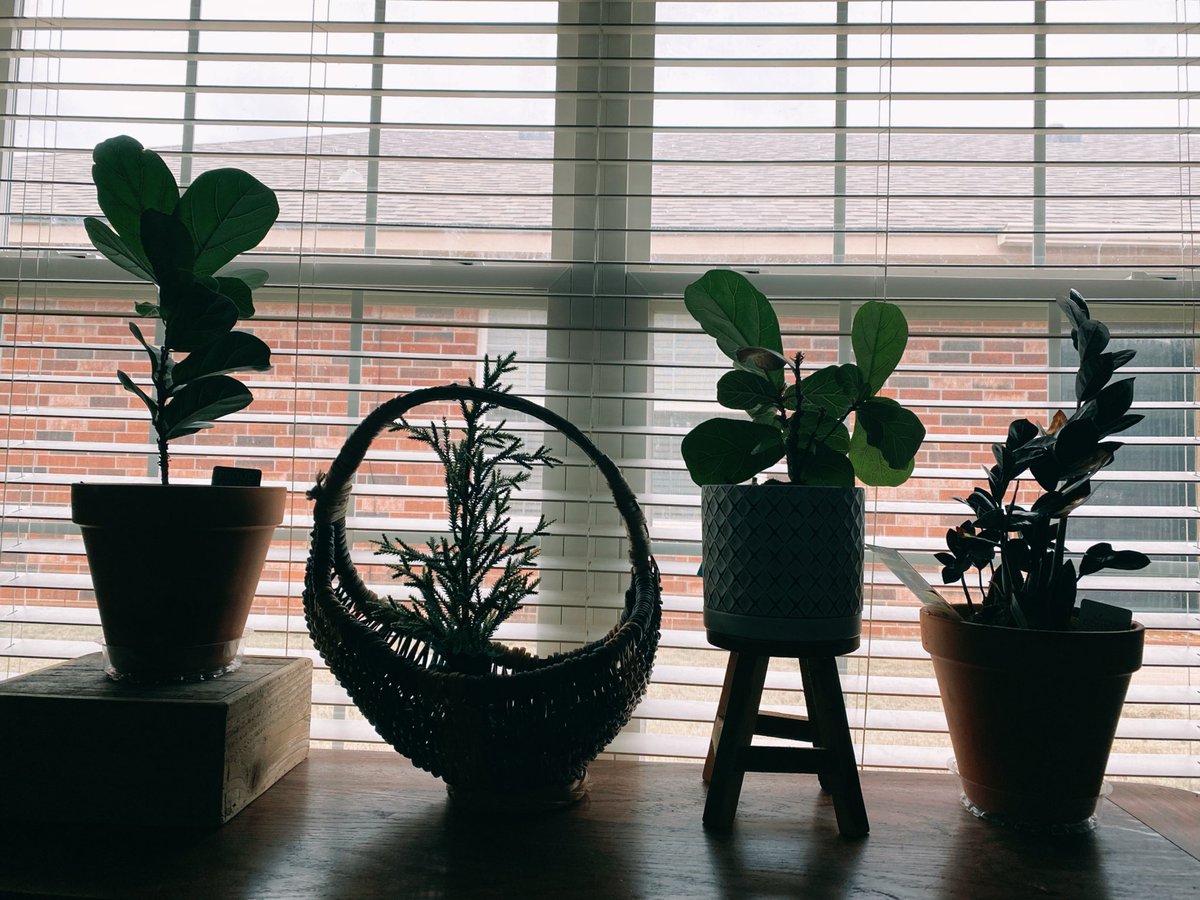 _shaliena's tweet photo. we love upgrading pots - low key should’ve done this like two months ago https://t.co/2exblTXMy1