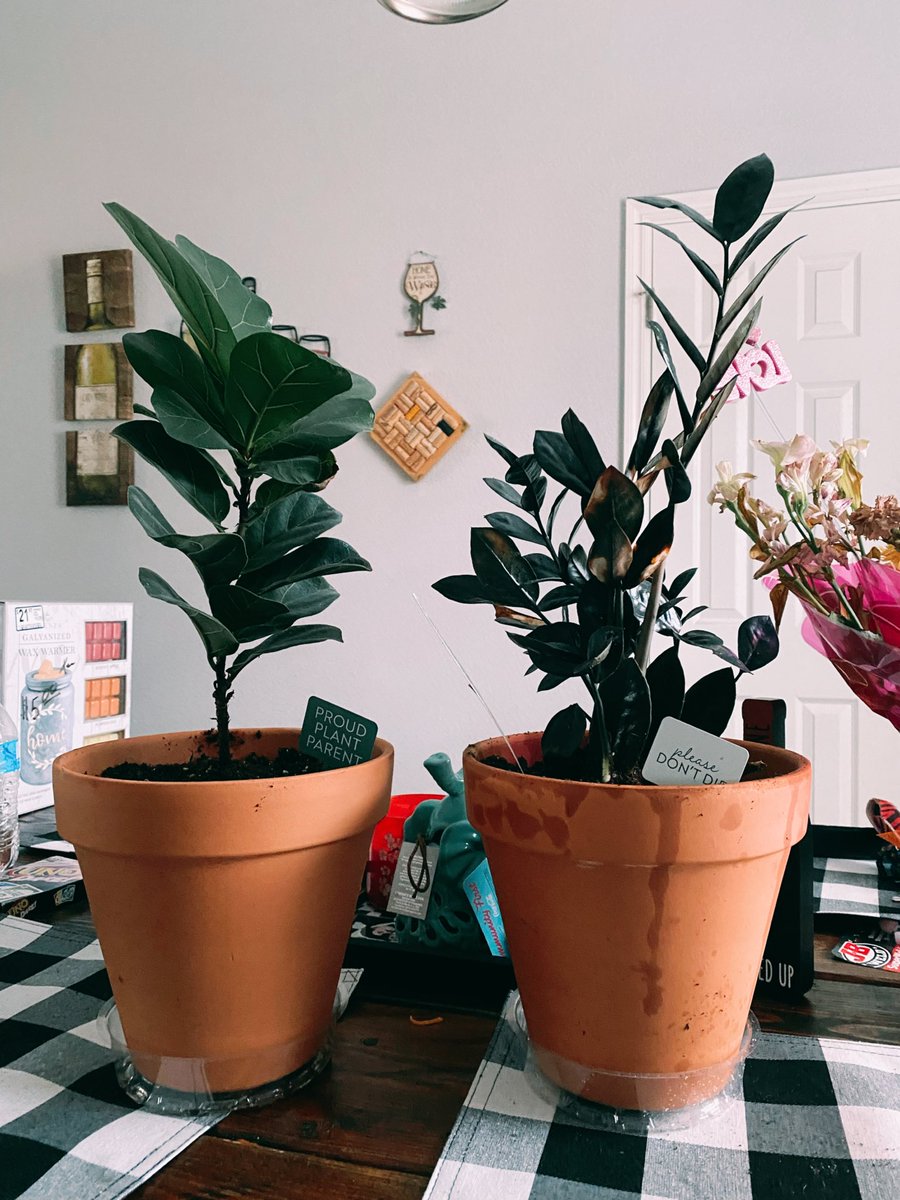 _shaliena's tweet photo. we love upgrading pots - low key should’ve done this like two months ago https://t.co/2exblTXMy1
