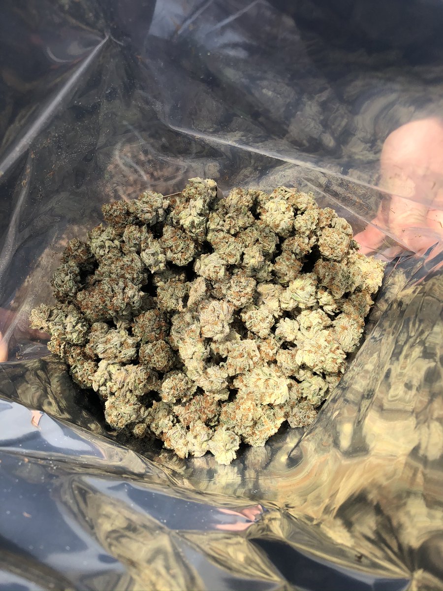 PotMatesPDX's tweet photo. See which new flower has arrived on shelf!

#potmates #pdxcannabis #mmemberville #deliveryservice #cannabis https://t.co/p3v62PpLkF