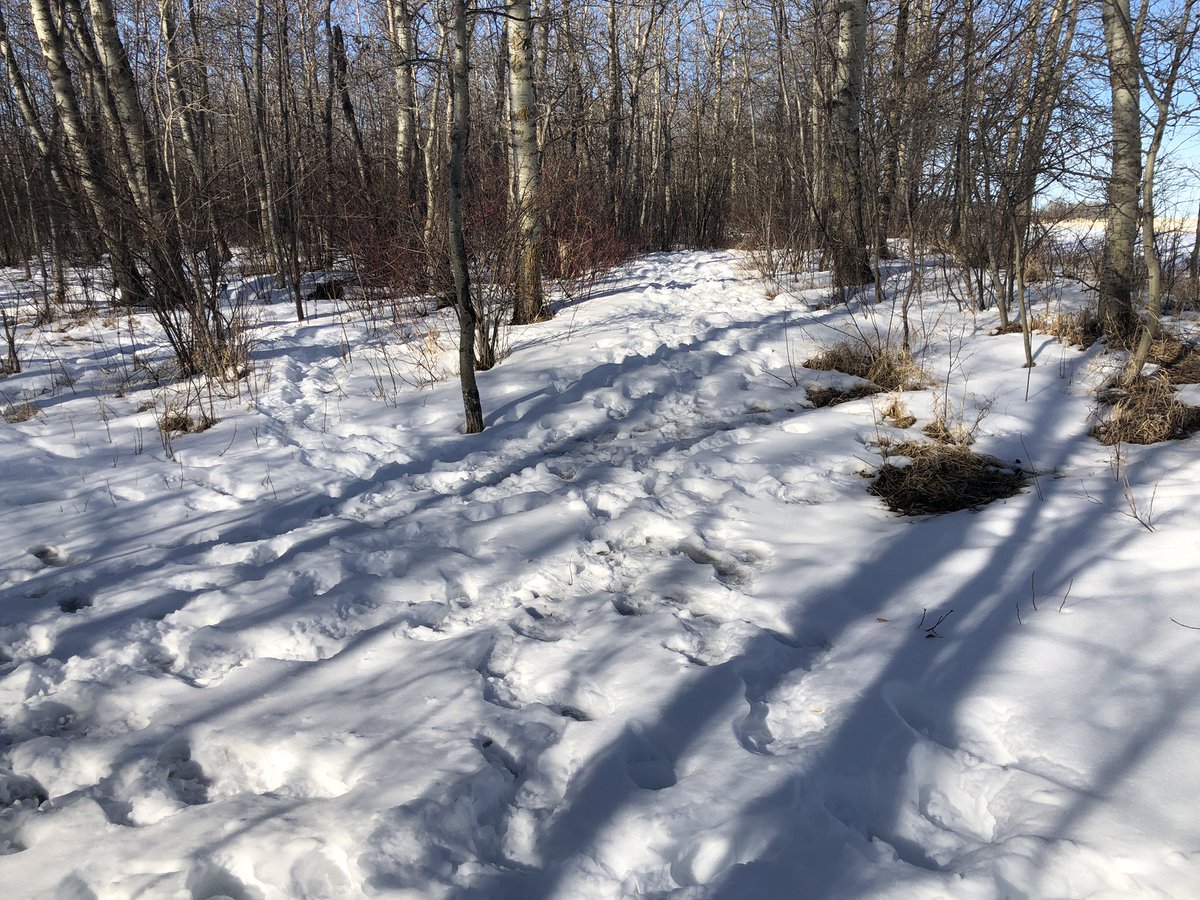 The snow is holding on in the trails on our playground. 

Makes for a lot of messy fun!
