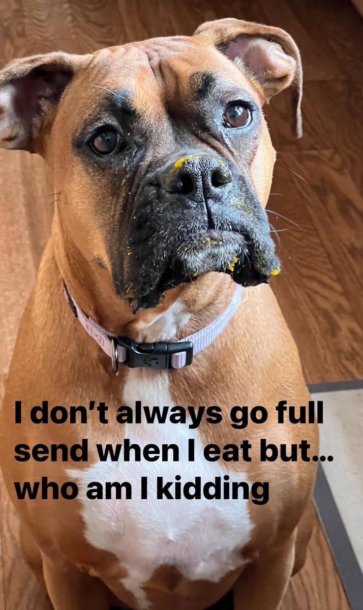 KarynMarinella's tweet photo. Someone loves her pumpkin purée a little too much 🤣 #boxersoftwitter #boxerproblems #mygirl #foodie https://t.co/uFZHv9HSOP