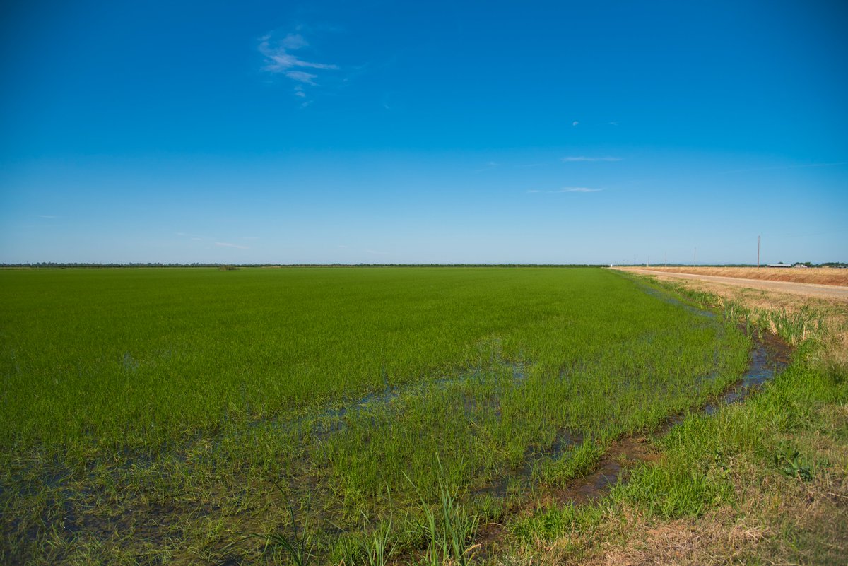 YubaWater's tweet image. Happy #NationalAgDay! #DYK we supply water to eight irrigation districts, which convey that water to approximately 60,000 acres of productive @YubaCounty farmland?

Read more about our agricultural partners: bit.ly/yubawater-h2os…