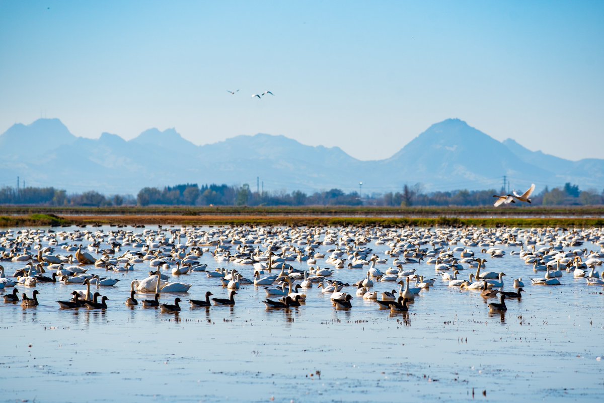 YubaWater's tweet image. Happy #NationalAgDay! #DYK we supply water to eight irrigation districts, which convey that water to approximately 60,000 acres of productive @YubaCounty farmland?

Read more about our agricultural partners: bit.ly/yubawater-h2os…