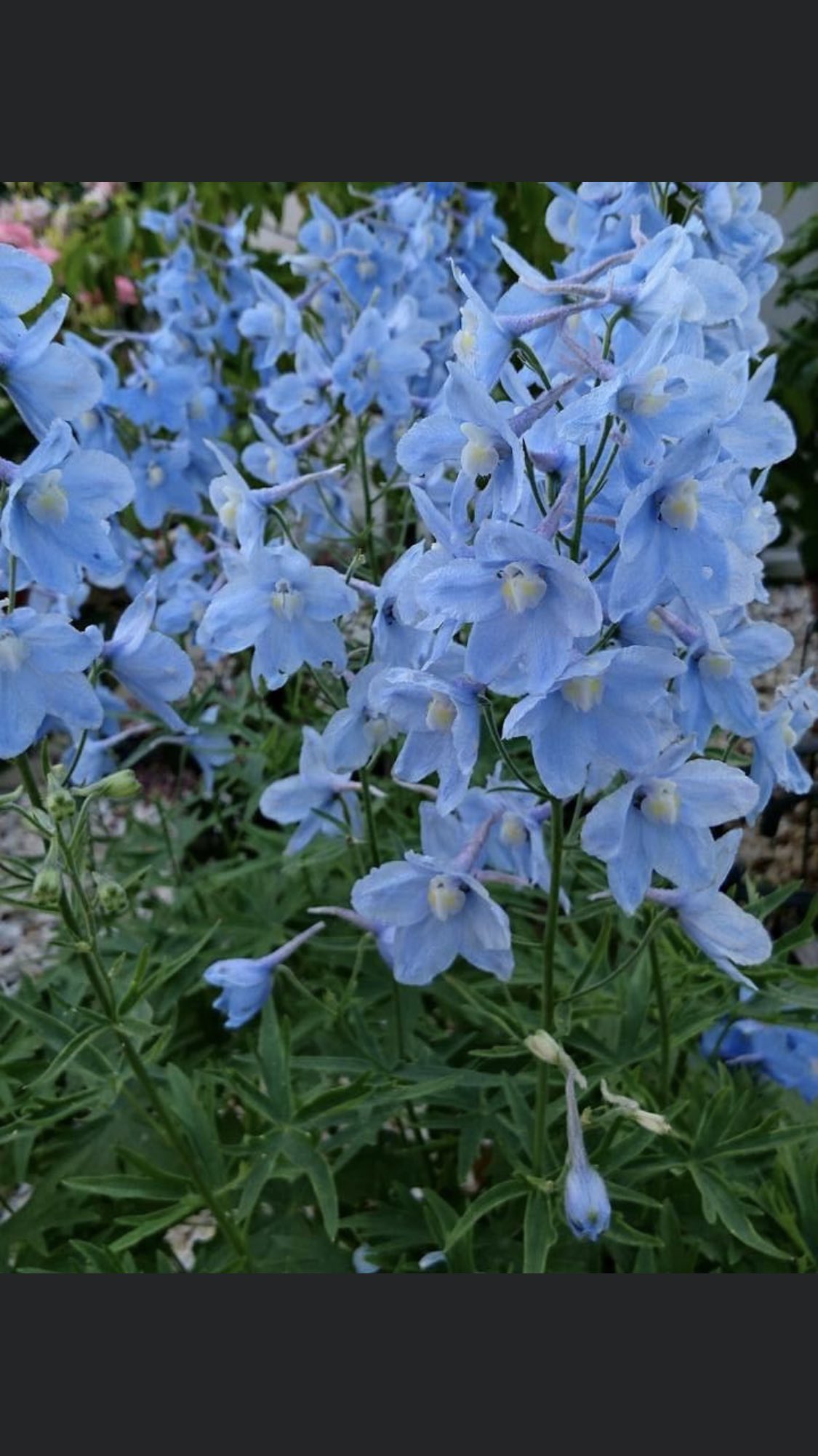 デルフィニウム Twitter Search Twitter