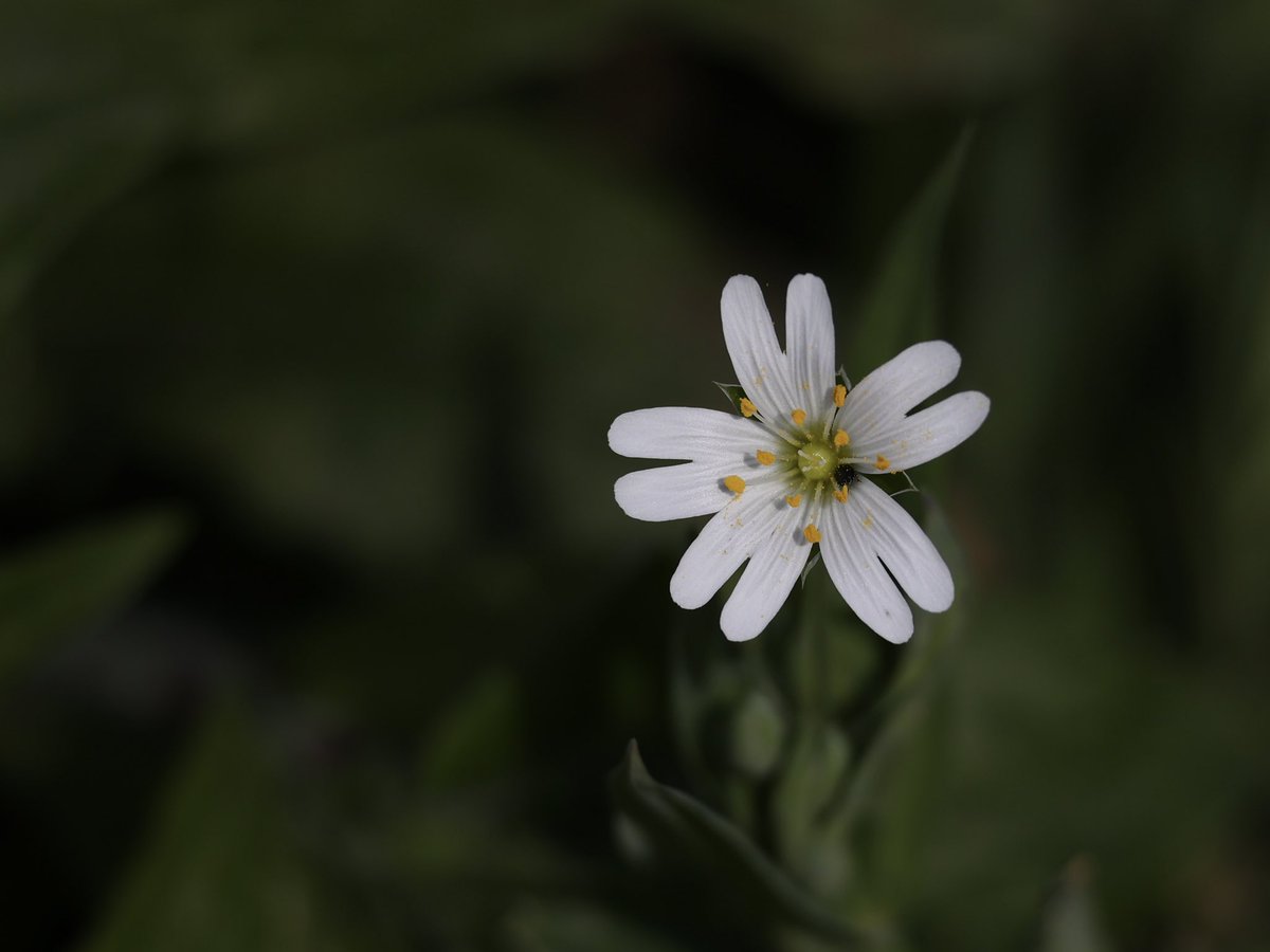 suerob50's tweet photo. Nice to join the insects and flowers in the garden today to soak up some sun and warmth. @SussexWildlife #GreaterStitchwort #DarkEdgedBeeFly #ForgetMeNot female #HairyFootedFlowerBee #RedDeadNettle #MarmaladeHoverfly #Sussex #Springtime #garden https://t.co/huPd0lhL7L