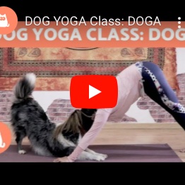 PaulJerard's tweet photo. Yoga Teacher Training: Why Practice Yoga With Pets? https://t.co/xYwayHl0mQ #YogaWithPets https://t.co/WRqCOe8nXE