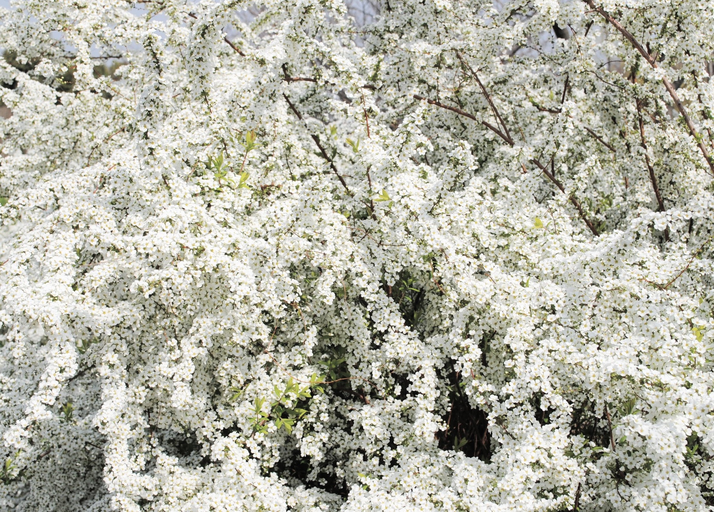 Ai 大福 Kyoto 風が光ってる Tlを花でいっぱいにしよう 花好きな人と繋がりたい Sdgs Photography Landscape 花 写真好きな人と繋がりたい 写真撮ってる人と繋がりたい T Co Qyabrsbpr6 Twitter