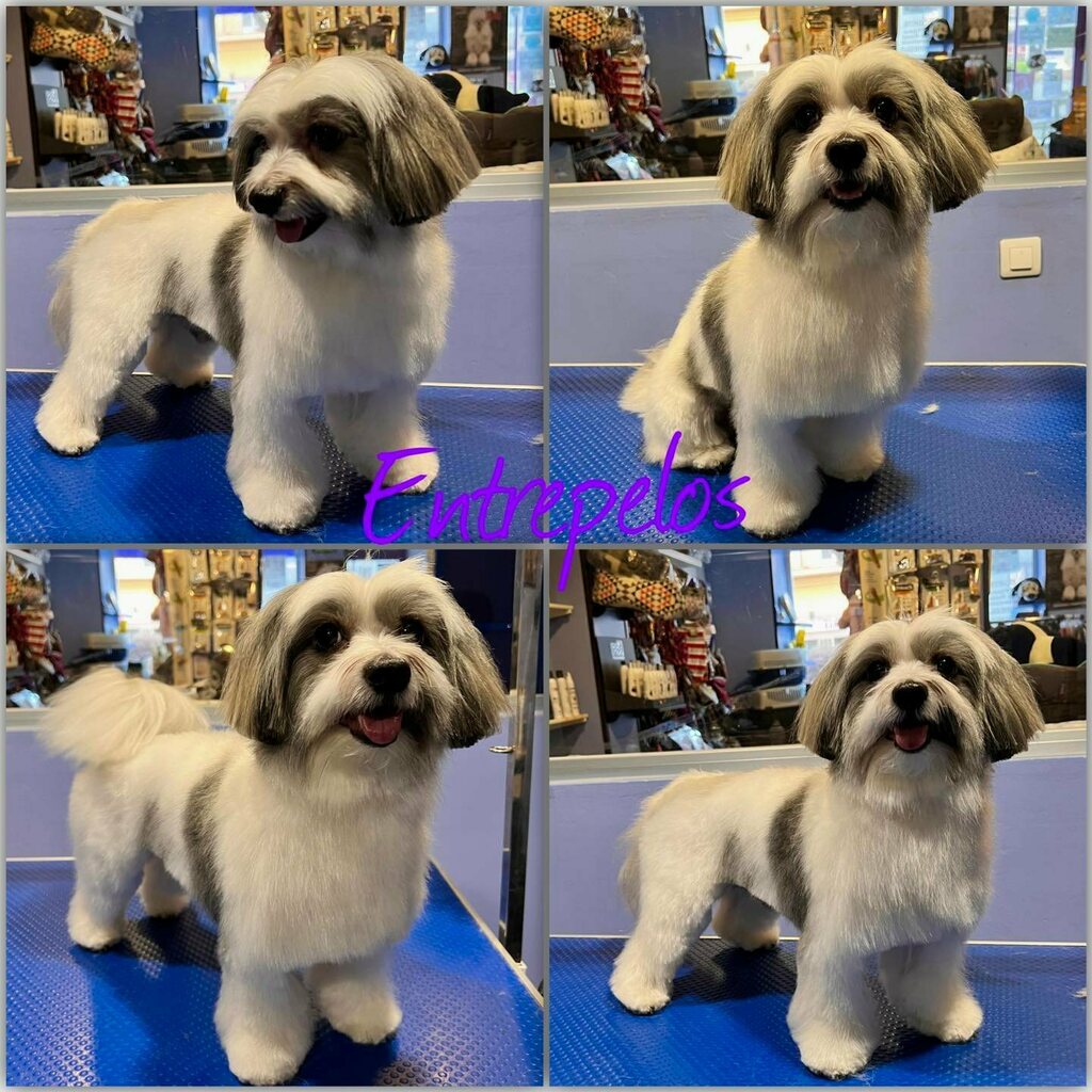 Ellos… seres tan únicos. 💜

✅ Entrepelos Peluquería Canina
✓ Instagram ➜ instagram.com/entrepelos/

CITA PREVIA
✓ ☎️ 923 62 57 75