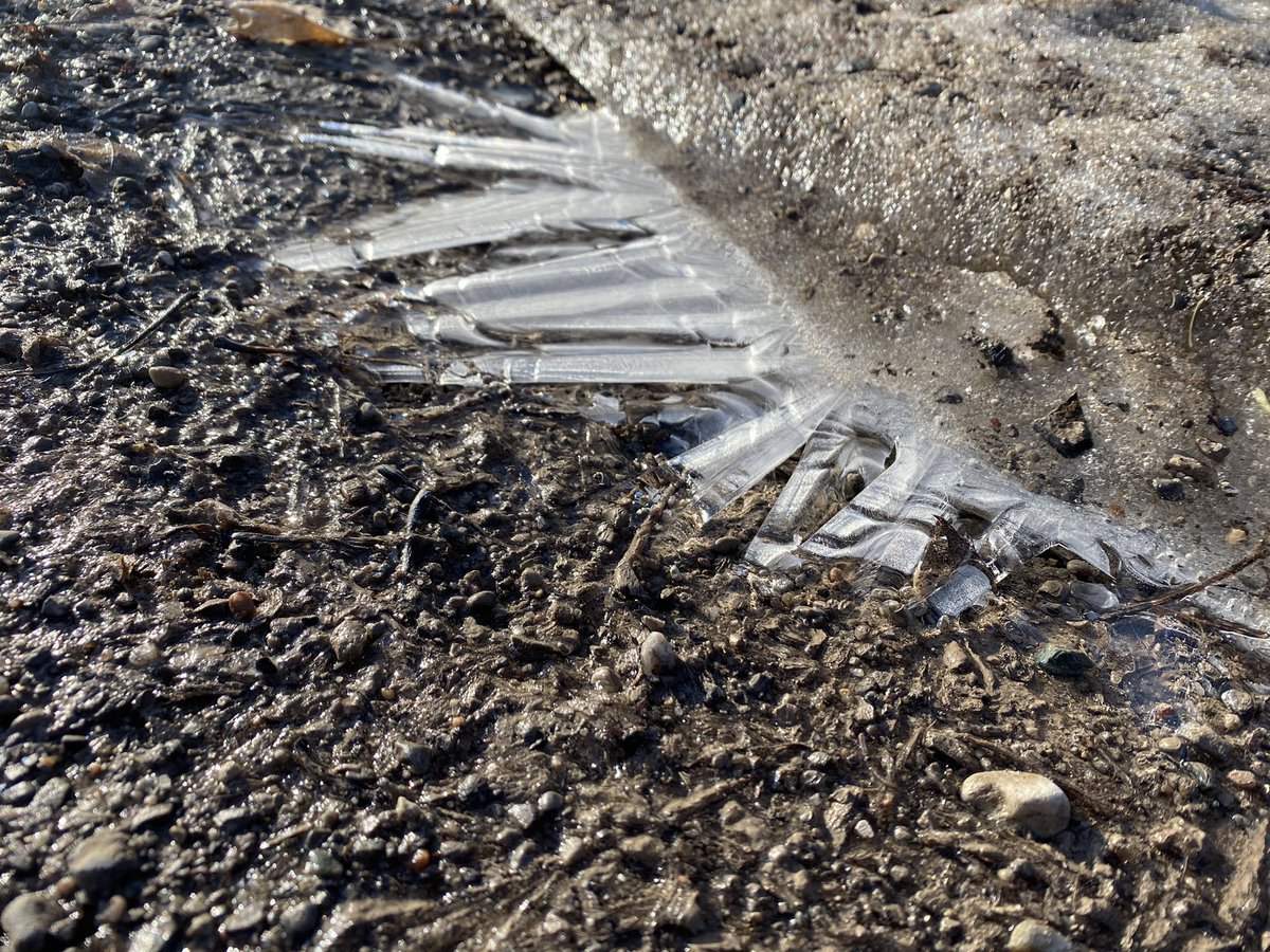 th_humphrey's tweet photo. Thin ice, triangular fans of crystals, ice in rings, all thin and waiting to turn to mud. The sun’s not-yet holds muddy yesterday boot prints frozen. Texture over texture overlay marking today’s early spring morning- something soon to disappear. #passingtime #springbeginnings https://t.co/2HNpx5BlDm