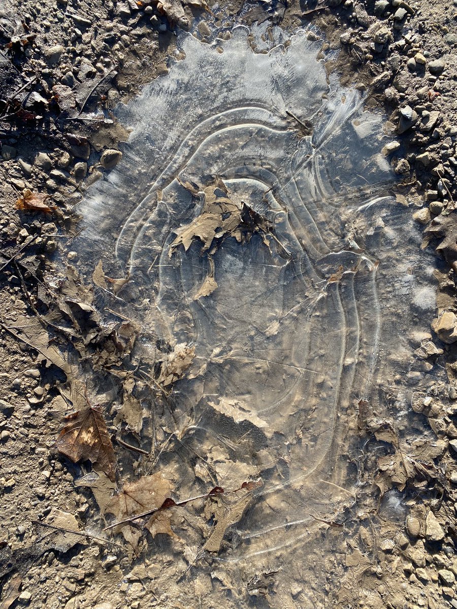 th_humphrey's tweet photo. Thin ice, triangular fans of crystals, ice in rings, all thin and waiting to turn to mud. The sun’s not-yet holds muddy yesterday boot prints frozen. Texture over texture overlay marking today’s early spring morning- something soon to disappear. #passingtime #springbeginnings https://t.co/2HNpx5BlDm