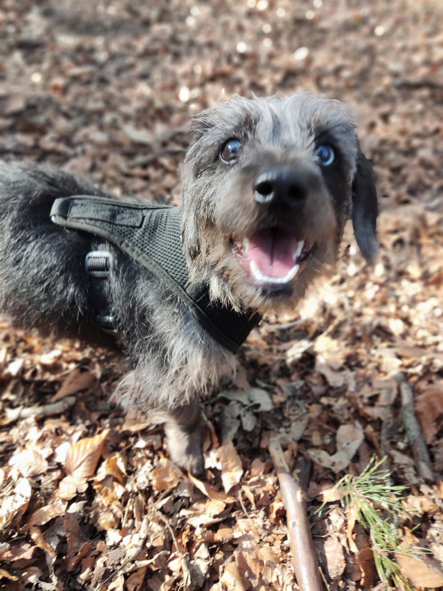 hounds_walker's tweet photo. Hello my name is "So cute" 😁 @barksintheparks #dogsoftwitter #dogsofinstagram #cute #Dog #DogsAreFamily #dogsarelove https://t.co/4PJmMXLmsT