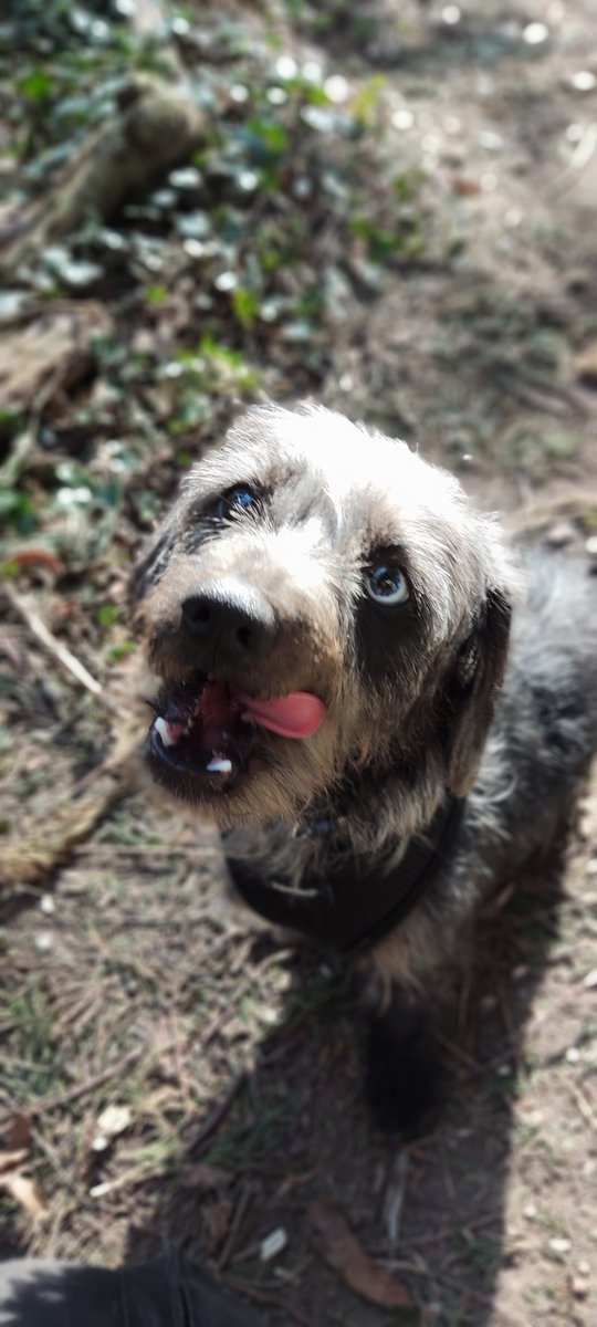 hounds_walker's tweet photo. Cuteness continues 😁 @barksintheparks #dogsoftwitter #dogsofinstagram #cute #Dog #DogsAreFamily #dogsarelove https://t.co/DLtxPW2LIZ
